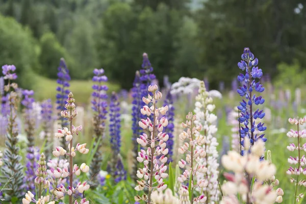 Lupin Denen Renkli Çiçekler Göl Kenarındaki Kır Çiçekleri — Stok fotoğraf