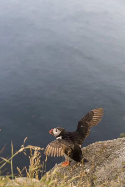 Puffin Empoleirado Sobre Rochas Penhasco Sul Noruega Pássaro Com Uma — Fotografia de Stock