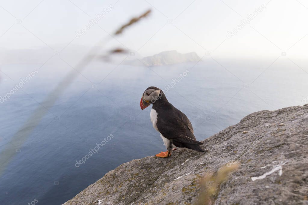 Puffin perched on the rocks on a cliff in southern Norway, is a bird with a black and white plumage, with a funny beak in orange tones and slanted eyes, in the background the deep blue sea