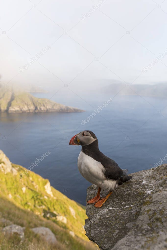 Puffin perched on the rocks on a cliff in southern Norway, is a bird with a black and white plumage, with a funny beak in orange tones and slanted eyes, in the background the deep blue sea