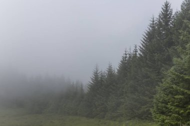 Sisin çam ormanını sardığı gizemli bir manzara.