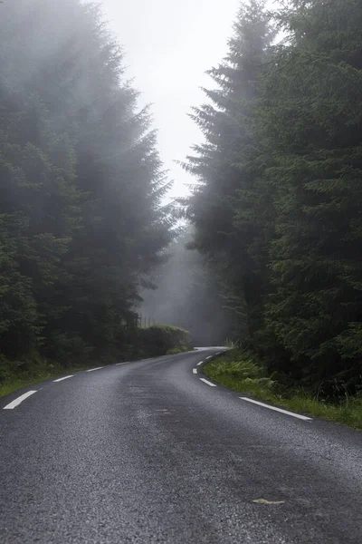 Puslarla kaplı bir çam ormanının içinden geçen yol.
