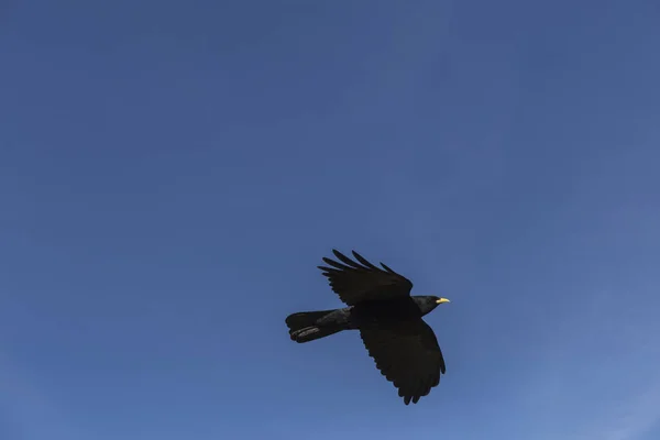 黄嘴黑鸟在蓝天中飞翔 — 图库照片