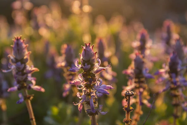 Gün Batımının Altın Saatinde Çekilen Küçük Mor Kır Çiçeklerinin Yakın — Stok fotoğraf