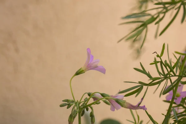 Küçük Mor Kır Çiçeklerine Yakın Çekim — Stok fotoğraf