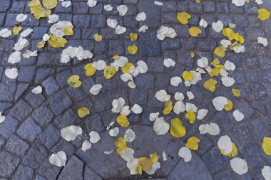 Düşmüş beyaz ve sarı yapraklar gri bir kaldırım taşı sokağında