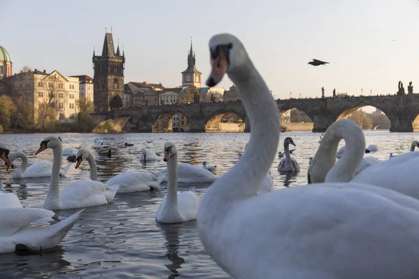 Detailní Záběr Zvědavé Labutě Dívající Kamery Koupající Řece — Stock fotografie