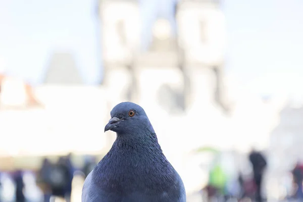 Zbliżenie Ciekawskiego Gołębia Patrzącego Kamerę — Zdjęcie stockowe