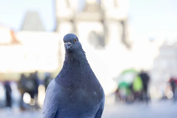 Kameraya Bakan Meraklı Bir Güvercine Yakından Bakın — Stok fotoğraf