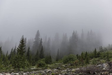 Yazın Kanada Ulusal Parkları 'nın dağlarında devasa çam ağaçları olan çarpıcı ormanların manzarası.