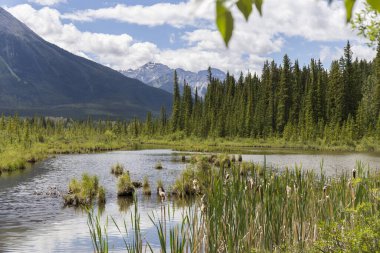 Etrafında bol bitki örtüsü olan kristal berrak bir su nehrinin cennet manzarası, arka planda dağlar, birçok beyaz bulutlar ve mavi gökyüzü.