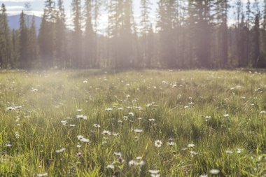 Güneşli bir günde yeşil çimenli ve çiçekli çayırlar, uzaklardan ağaçları ve dağları görebilirsiniz.