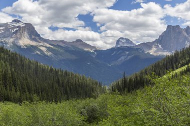 Yazın Kanada Ulusal Parkları 'nın dağlarında devasa çam ağaçları olan çarpıcı ormanların manzarası.