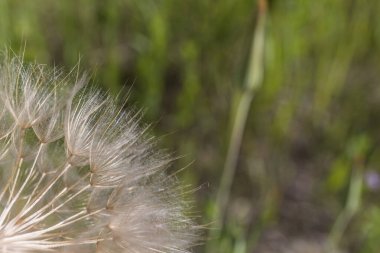 Bir karahindiba parçasına yakın çekim