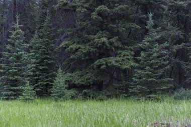 Yazın Kanada Ulusal Parkları 'nın dağlarında devasa çam ağaçları olan çarpıcı ormanların manzarası.