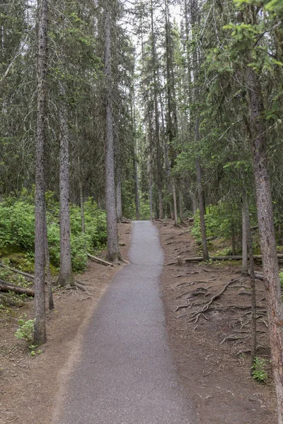 Chemins Terre Menant Forêt — Photo