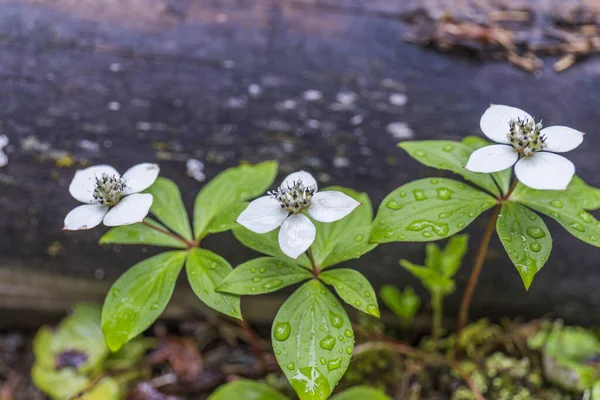 Close Três Flores Silvestres Brancas Com Folhas Verdes Largas Com — Fotografia de Stock