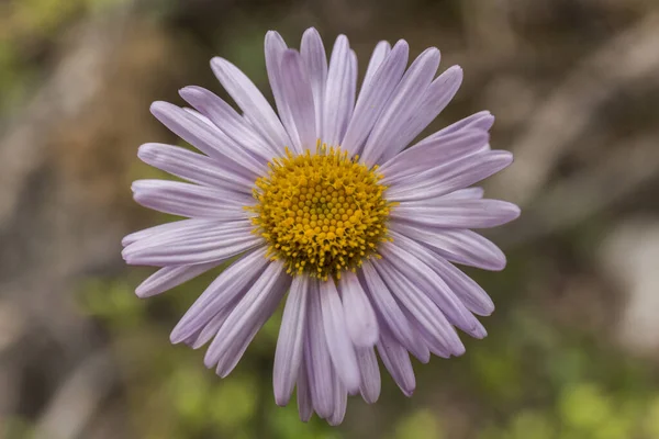 Primo Piano Una Margherita Con Molti Petali Rosa Chiaro — Foto Stock