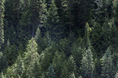 Kanada 'da yaz boyunca çam ormanı