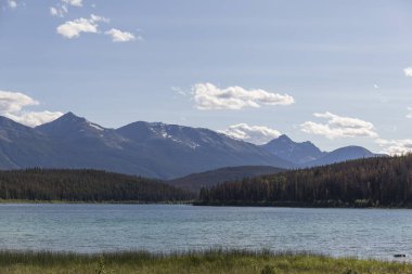 Erime sırasında çam ormanından akan nehir.