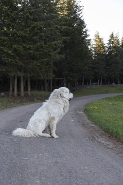 Yolun ortasında oturan uzun saçlı, iri yarı, beyaz bekçi köpeği.