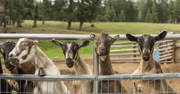 Grupo Cabras Curiosas Olhando Para Câmera Por Trás Cerca Fazenda — Fotografia de Stock