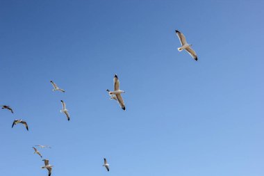 Mavi gökyüzünde uçan martı sürüsü.