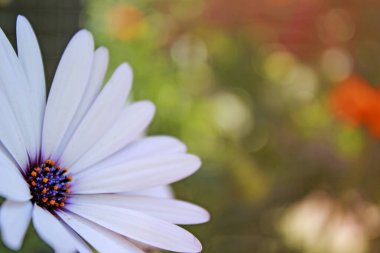 Beyaz yapraklı ve pembe karamelli bir çiçeğin yakın çekimi.