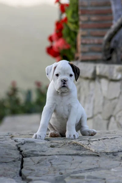 Chiot Boxeur Blanc Avec Une Oreille Brune Assis Sur Sol — Photo