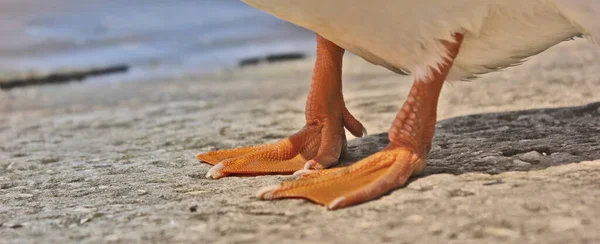 Beyaz Tüylü Bir Ördeğin Turuncu Bacaklarına Yaklaş Deniz Kenarındaki Bir — Stok fotoğraf