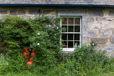 Üzerinde çok sayıda tırmanma bitkisinin yetiştiği taş bir evin ön cephesinde beyaz bir ahşap pencere ve bazı kırmızı silindirler vardır.
