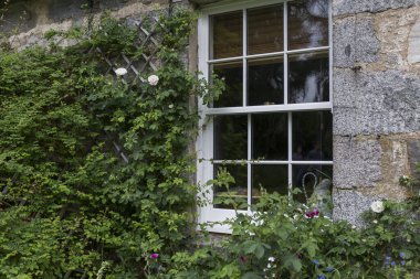 Üzerinde çok sayıda tırmanma bitkisinin yetiştiği taş bir evin ön cephesinde beyaz bir ahşap pencere var. 