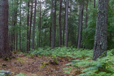 Baharda, bol yeşillik ve ağaçlarla dolu bir İskoç ormanının içinde.