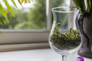 Yeşil yosun dolu cam kadehler.