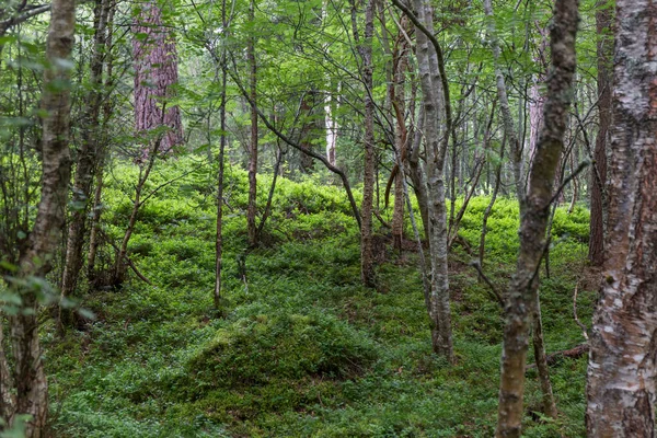 Intérieur Une Forêt Écossaise Avec Une Végétation Des Arbres Verts — Photo