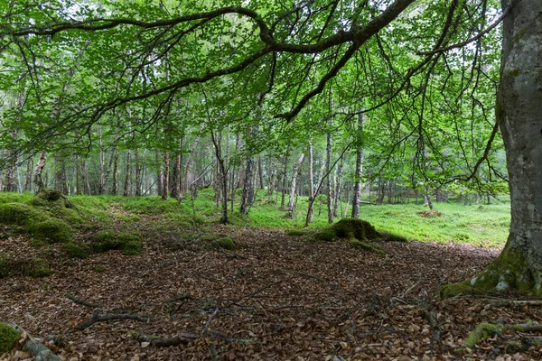 Interieur Van Een Schots Bos Met Overvloedige Groene Vegetatie Bomen — Stockfoto