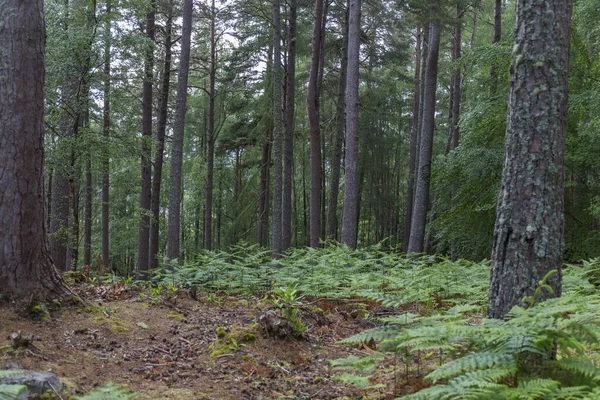 Intérieur Une Forêt Écossaise Avec Une Végétation Des Arbres Verts — Photo