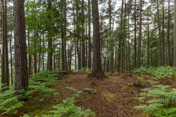 Intérieur Une Forêt Écossaise Avec Une Végétation Des Arbres Verts — Photo