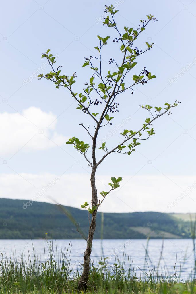 small tree grows by the lake, the sky is blue and there are some white clouds,