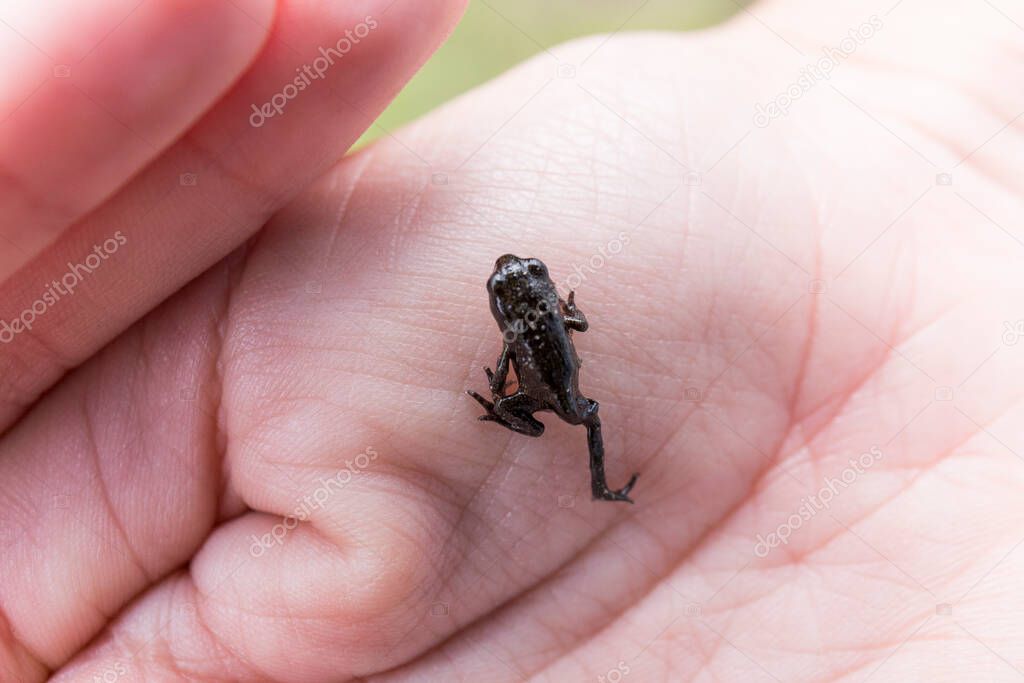 close-up of a tiny frog on one hand