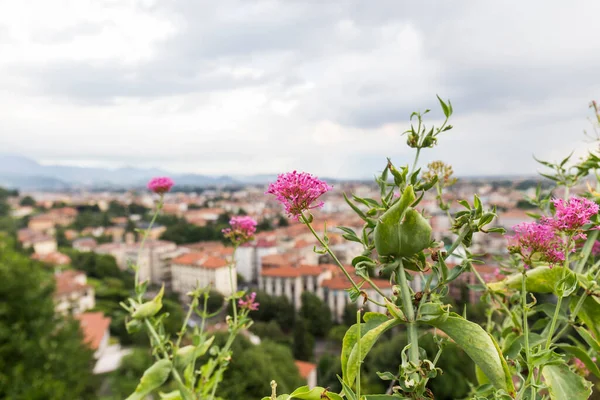 Pembe çiçeklerin yakın planında bulutlu bir günde Bergamo şehrini görebiliriz.