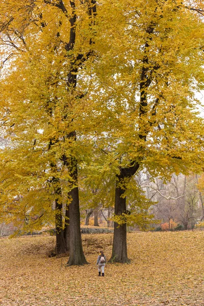 Park Met Enorme Bomen Met Gouden Bladeren Tijdens Herfst — Stockfoto