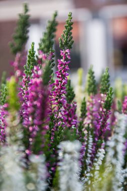 mor, leylak ve yeşil kır çiçekleri