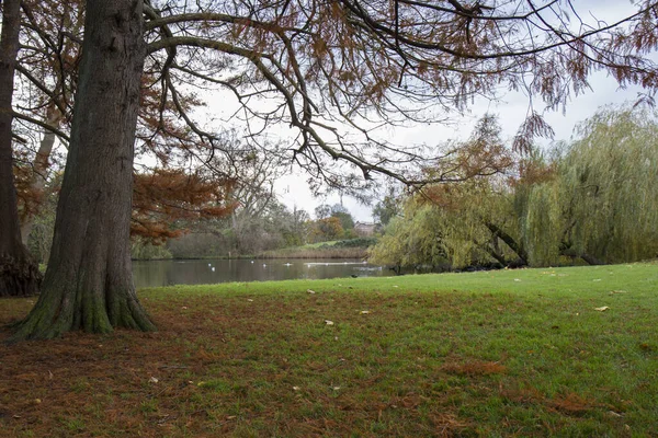 Stadspark Lövträd Har Förlorat Sina Blad Grund Ankomsten Hösten — Stockfoto