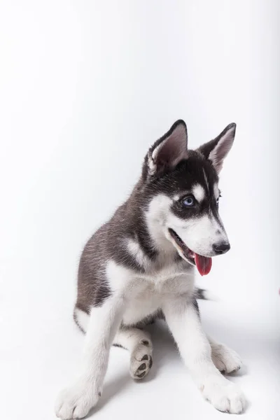 İri yarı, siyah beyaz köpek, mavi gözlü, ağzı ve dili açık, beyaz arka planlı stüdyo oturumu