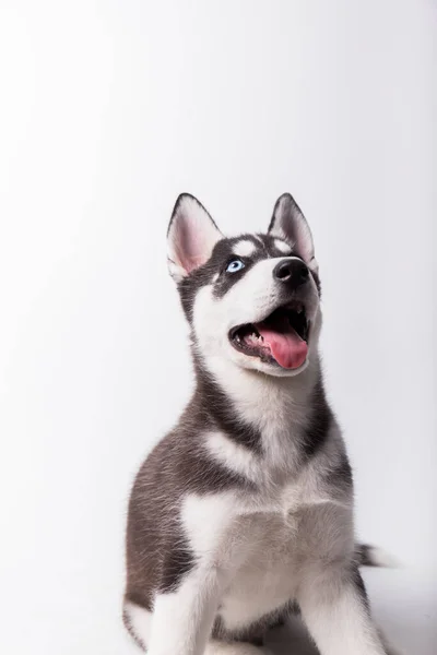 Chien Husky Chiot Noir Blanc Aux Yeux Bleus Bouche Ouverte — Photo