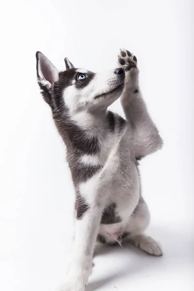 Husky Dog Cachorro Blanco Negro Con Ojos Azules Pata Levantadora — Foto de Stock