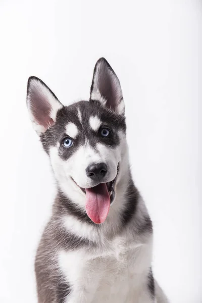 Yarı Siyah Beyaz Köpek Mavi Gözlü Ağzı Dili Açık Beyaz — Stok fotoğraf