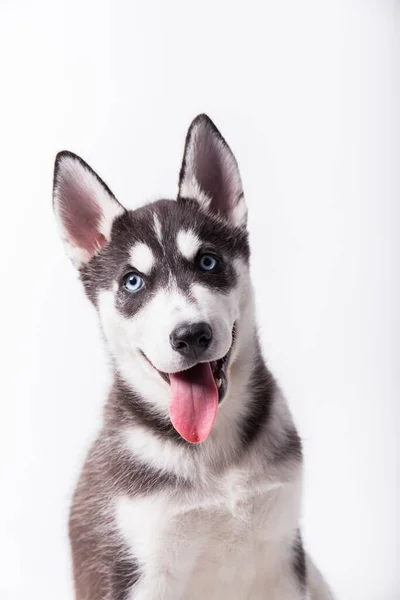 Perro Husky Siberiano Blanco Y Negro Con Ojos Azules Images Libres De Droit Photos De Perro Husky Siberiano Blanco Y Negro Con Ojos Azules Page 6 Depositphotos Perro Husky Siberiano Blanco Y Negro Con Ojos Azules Images Libres De Droit Photos De Perro Husky Siberiano Blanco Y Negro Con Ojos Azules Page 6 Depositphotos
