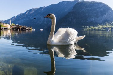 Kuğu göle yansıyor.